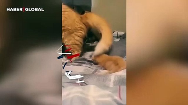 Yeni yavrusunu evin köpeğiyle tanıştıran anne kedi yürekleri eritti
