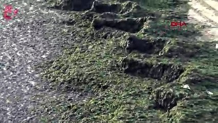 Avcılar'da sahil yosun ile kaplandı