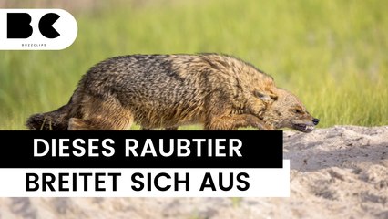Dieses Raubtier breitet sich in Deutschland aus!