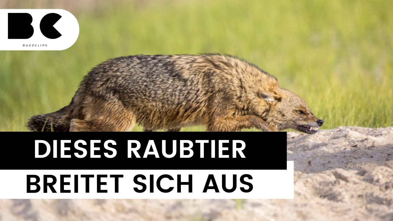 Dieses Raubtier breitet sich in Deutschland aus!
