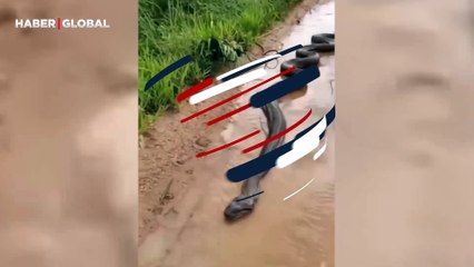 Yola çıkan anakonda keyif yaptı!