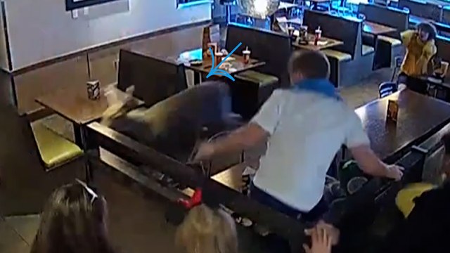 États-Unis : quand un cerf débarque violemment dans un restaurant de pâtes à l’heure du déjeuner