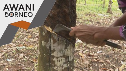 Kerajaan beri tumpuan R&D untuk tingkat produktiviti getah