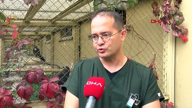 Ankara Üniversitesi Veteriner Fakültesi Hayvan Hastanesi'nden doğaya salınan yaralı hayvanlar