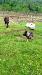 Smart dog helps owner to take care her cow
