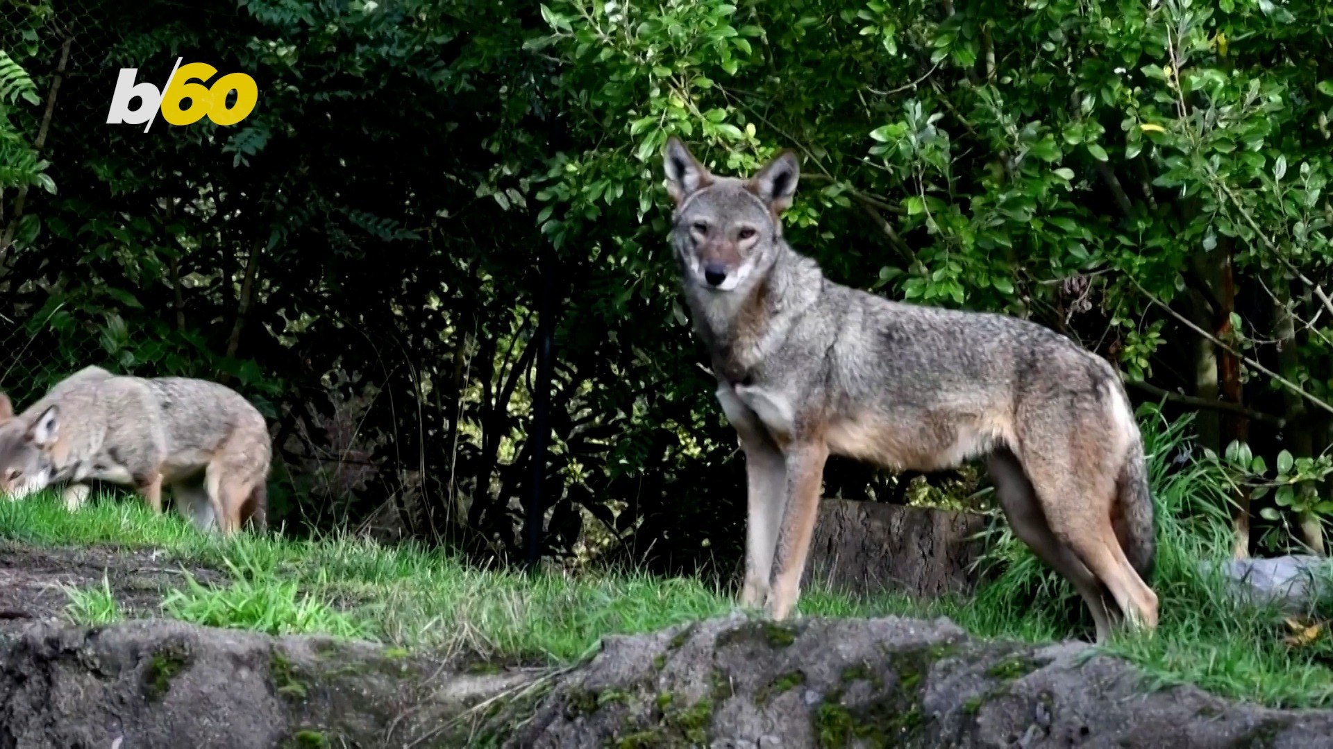 ⁣Endangered Red Wolves Receive Dental Treatment to Save the Species