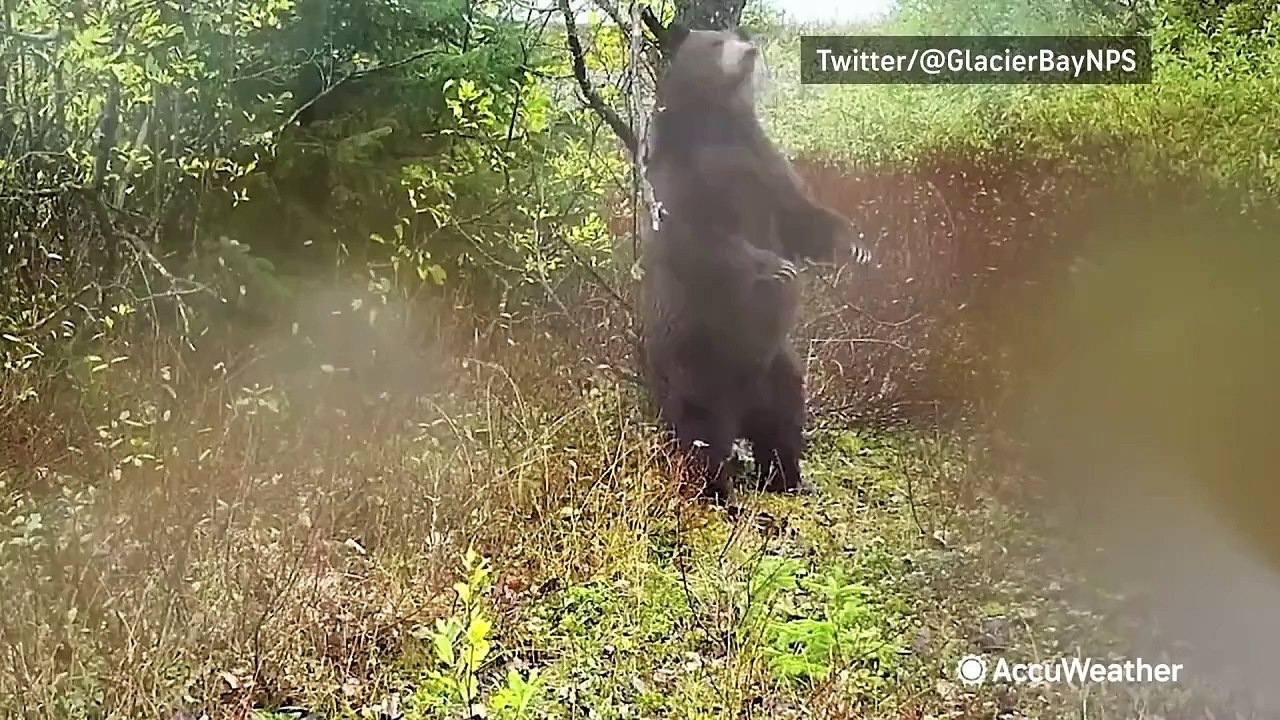 The bear necessities