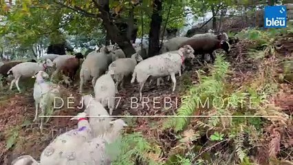 Fièvre Catarrhale du mouton