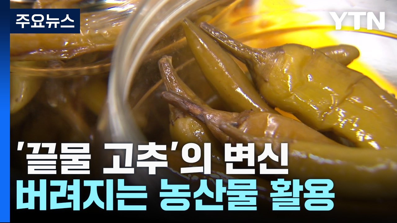 [충북] '끝물 고추'의 변신...충북, 버려지는 농산물 활용 방안 모색 / YTN