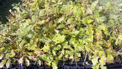 Moor trees for Wistman's Woods