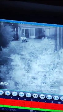 Pitbull impede assalto no bairro do Jacintinho em Maceió