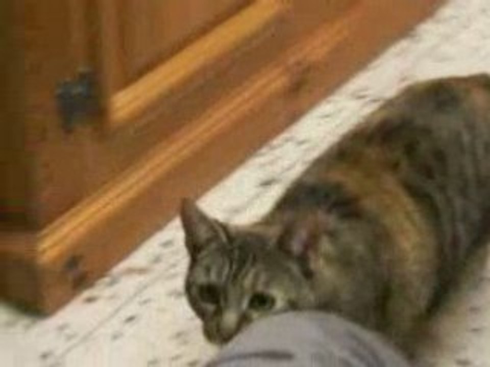 animaux 1