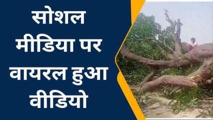 कौशाम्बी: हरे आम के पेड़ों को किया धराशाही,पेड़ माफियाओं में नहीं कानून का भय