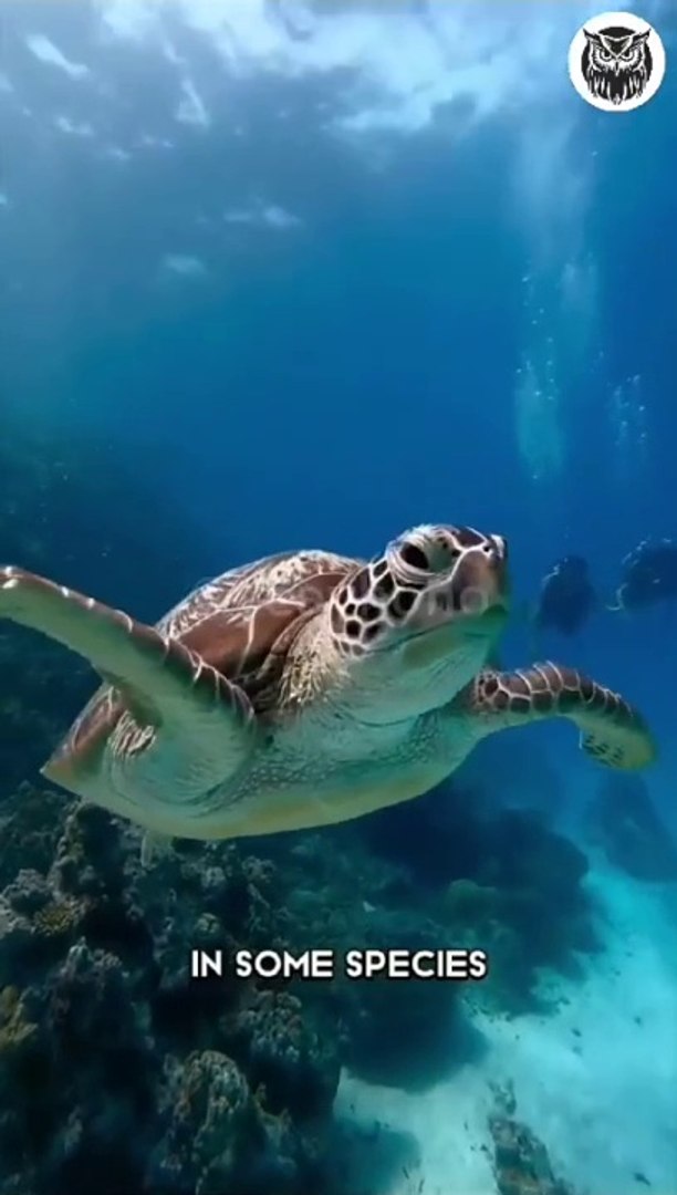The beauty of Sea turtles