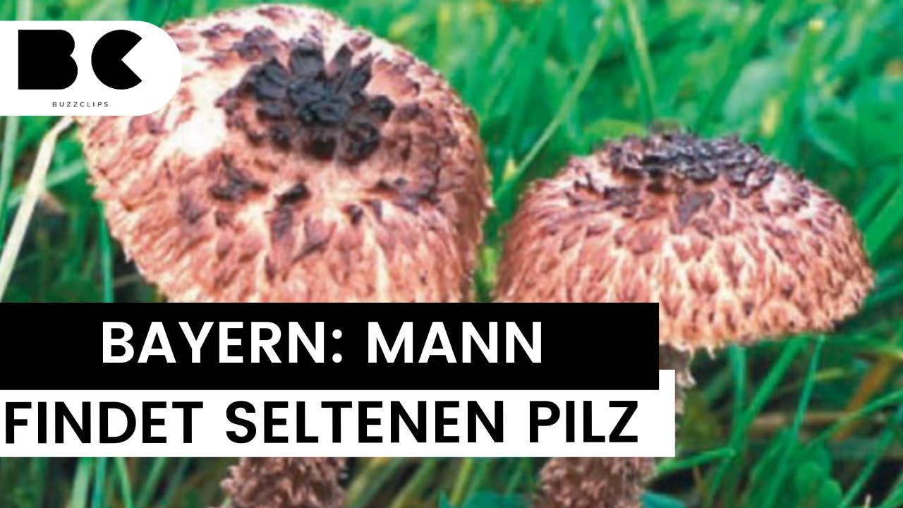 Bayern: Mann entdeckt extrem seltenen Pilz