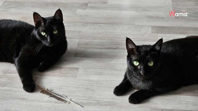 Sortis de fourrière alors qu'ils étaient très malades, ils ont été soignés et veulent maintenant oublier cette vie d'enfer