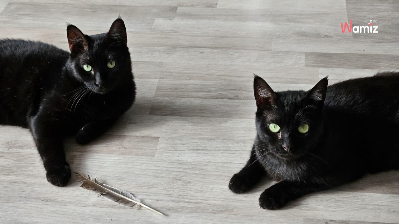 Sortis de fourrière alors qu'ils étaient très malades, ils ont été soignés et veulent maintenant oublier cette vie d'enfer