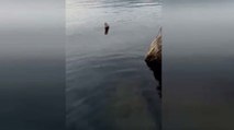 Su samuru balıkçının oltasındaki balığı kapıp kaçtı