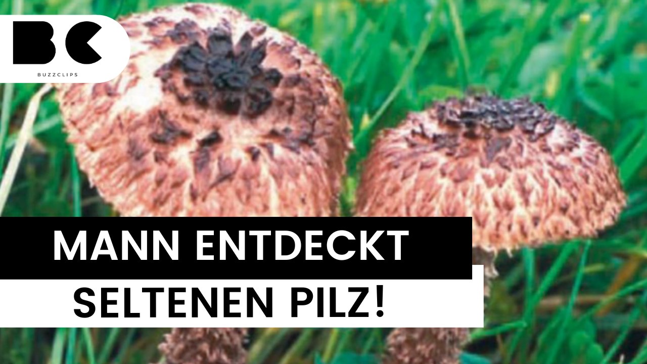Mann findet extrem seltenen Pilz in Bayern