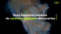 Deux nouvelles espèces de calamars pygmées découvertes
