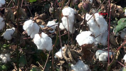 Batman'da 'Beyaz Altın' Pamuğun Hasadı Yapıldı