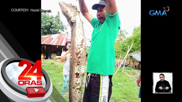 Kasili o Palos na may timbang na mahigit 16kg, nahuli sa Lake Sebu, South Cotabato | 24 Oras