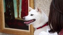 This Art Exhibition Is for You and Your Dog