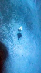 Rencontre avec des raies pastenagues à trente mètres de profondeur