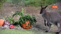 Gli animali dei parchi Costa in Romagna festeggiano Halloween con le zucche