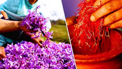 Harvesting Saffron, the World's Most Expensive Spice