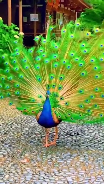 Amazing Dance Peacock