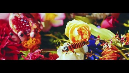 Fujifabric "Paradise" Cover al Español / Dr. stone OP 3