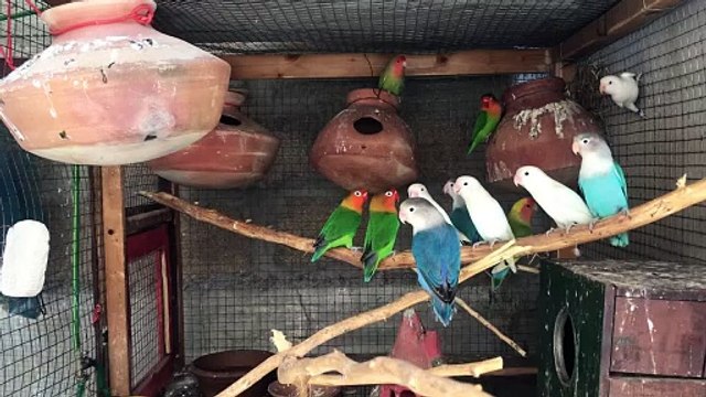 Lovebirds colony