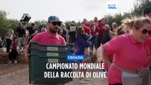 Un evento insolito in Croazia: campionato mondiale della raccolta di olive, vince la squadra di casa