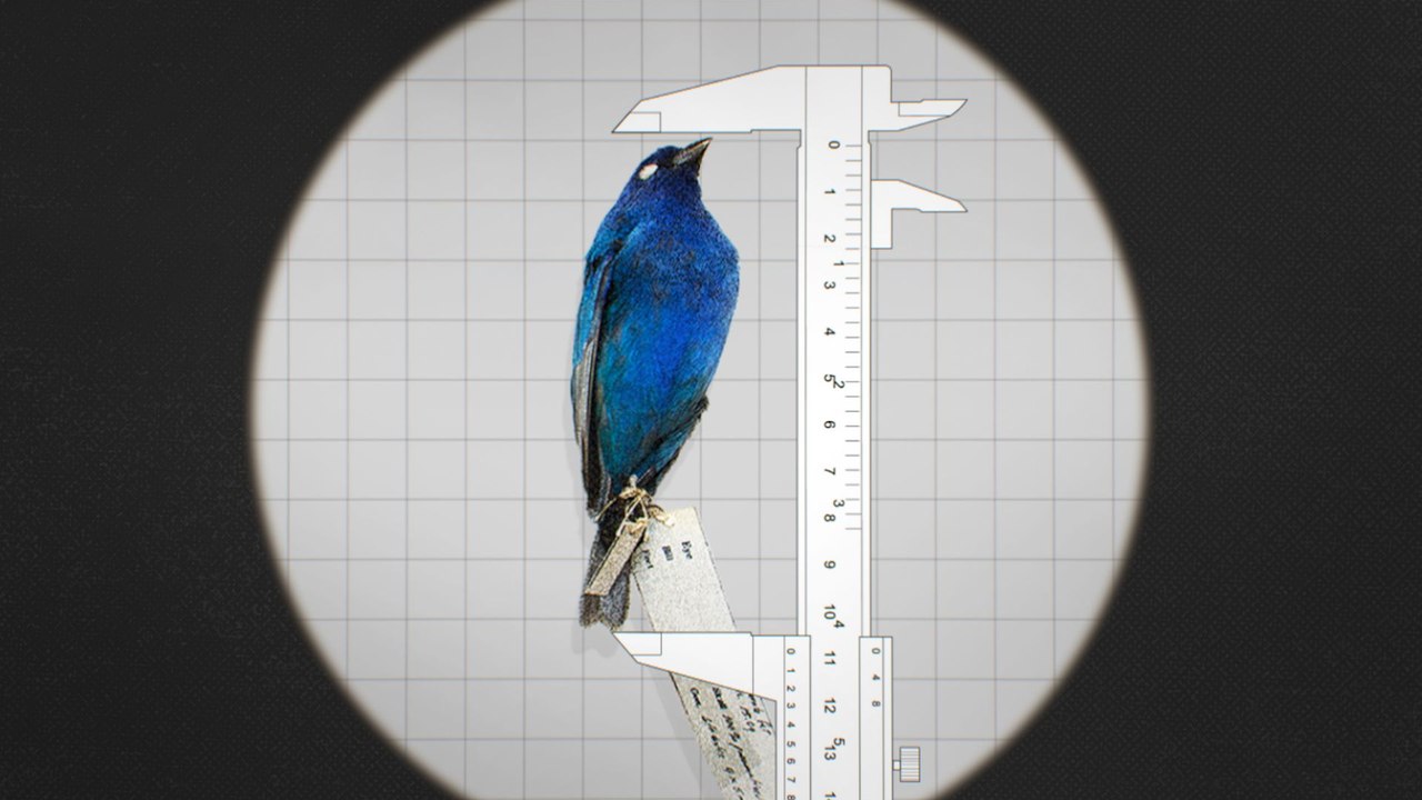 Why some animals are shrinking