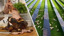 How Georgia's Best Lamb Is Raised Under Solar Panels