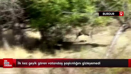 Hayatında ilk kez geyik gören vatandaş şaşkınlığını gizleyemedi