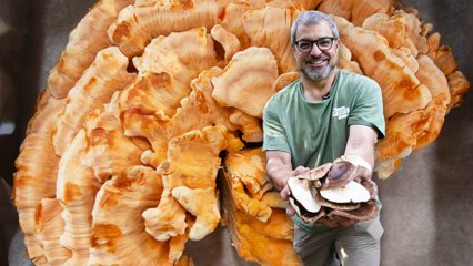 How an Expert Forager Finds the Rarest Mushrooms