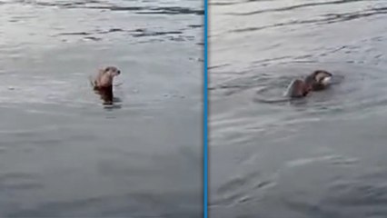 Zonguldak’ta su samuru, balıkçının oltasındaki balığı alıp kaçtı