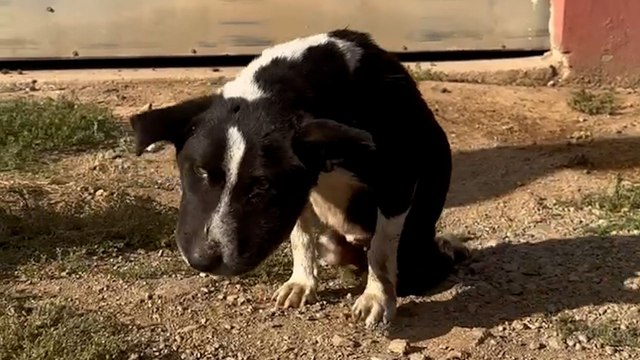 Swollen Stray Dog Transforms Into The Happiest Little Bunny