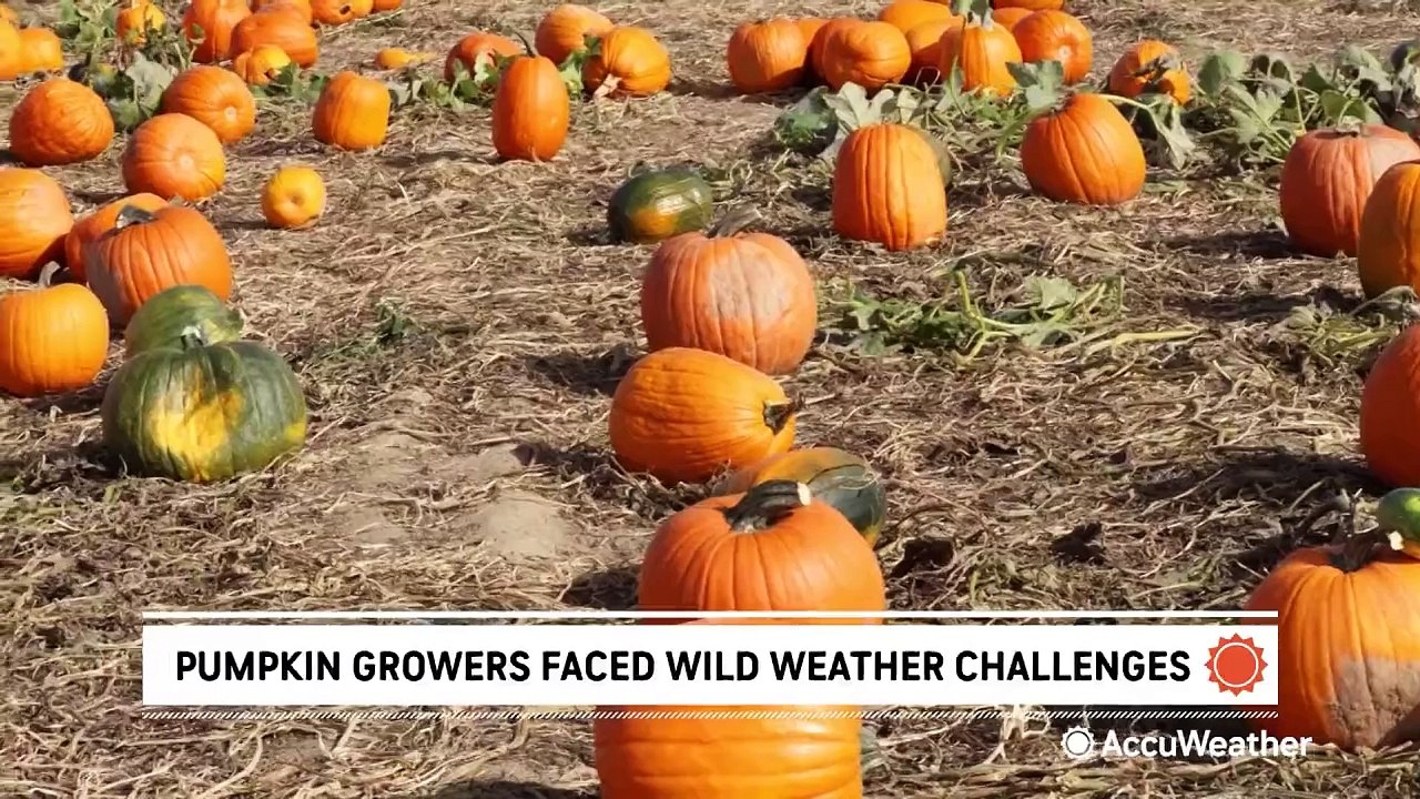 America's pumpkin growers faced wild weather challenges