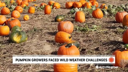 America's pumpkin growers faced wild weather challenges