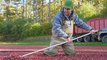 How Two Billion Cranberries Are Harvested Every Year