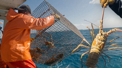 Why Spiny Lobster Is the Most In-Demand Crustacean