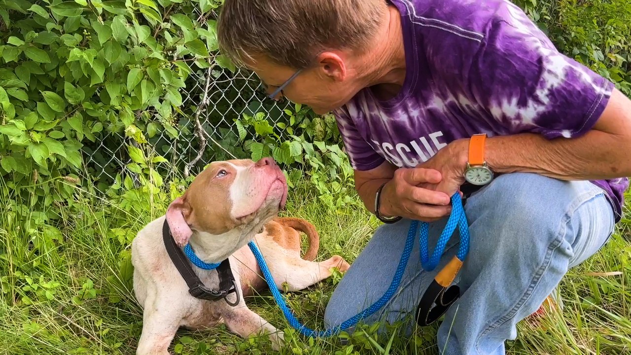 Woman Saves Pittie Abandoned On The Highway