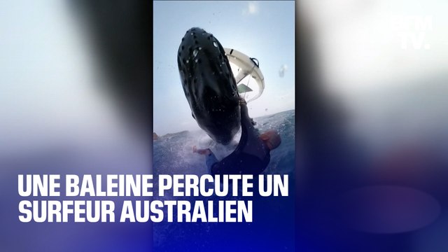 Une baleine percute violemment un surfeur australien
