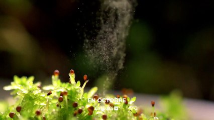 L'abominable mystère des fleurs