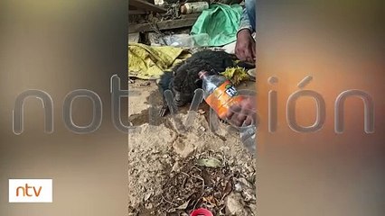 "¡Desgarrador!": Monito aullador es una víctima de los incendios descontrolados