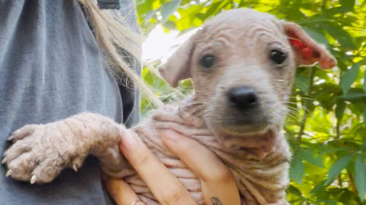 Hairless Puppy Has The Most Beautiful Coat Now