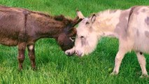 Donkey Loses The Love Of His Life — Then Finds Someone Special